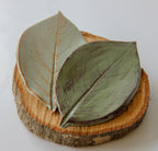 Two green plates in the shape of leaves, sitting on a round piece of wood placed on a white surface.
