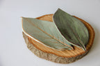 Two green plates in the shape of leaves, sitting on a round piece of wood placed on a white surface.