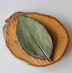 A green plate in the shape of leaves, sitting on a round piece of wood placed on a white surface.