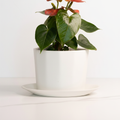 Geometric Oval Porcelain Planter – LAH Hero