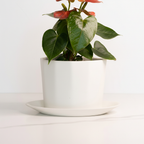 Geometric Oval Porcelain Planter – LAH Hero